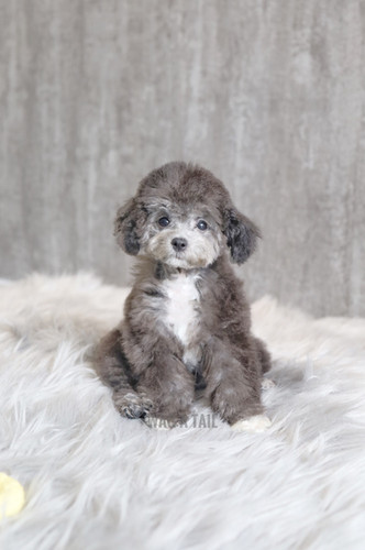 SILVER TOY POODLE | Wag A Tail Singapore