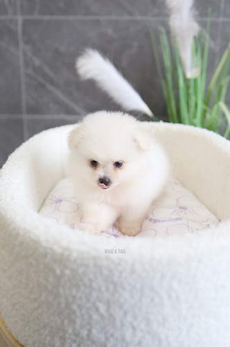 Mini Cute White Pomeranian Pomeranian White Teacup Puppy 2025