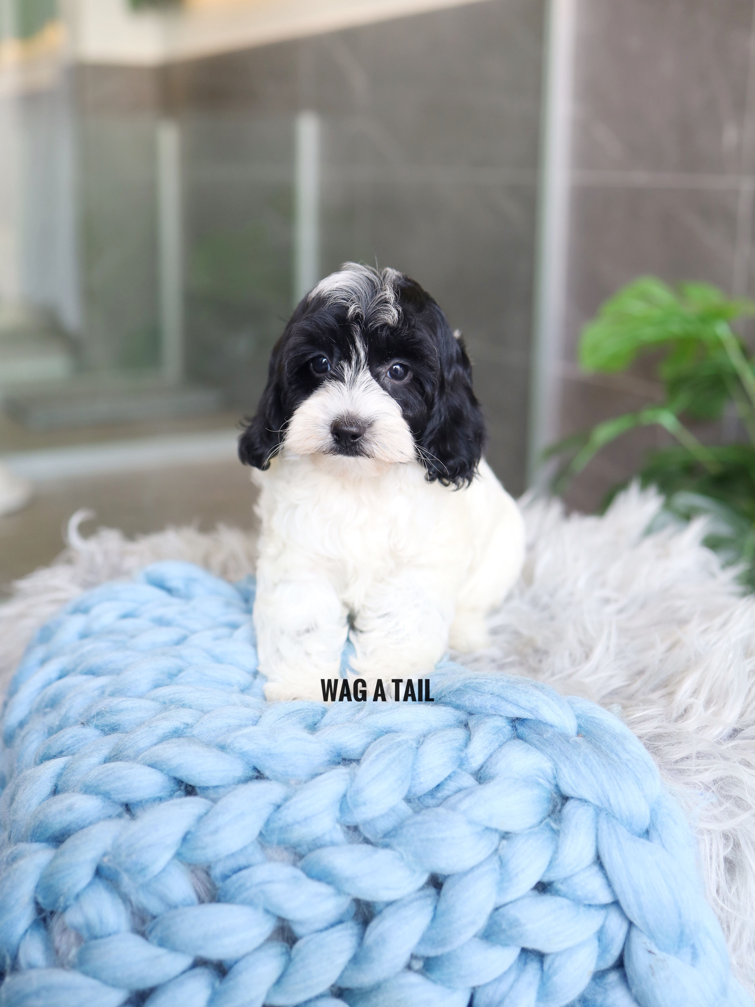 CAVAPOO - United Kingdom Import