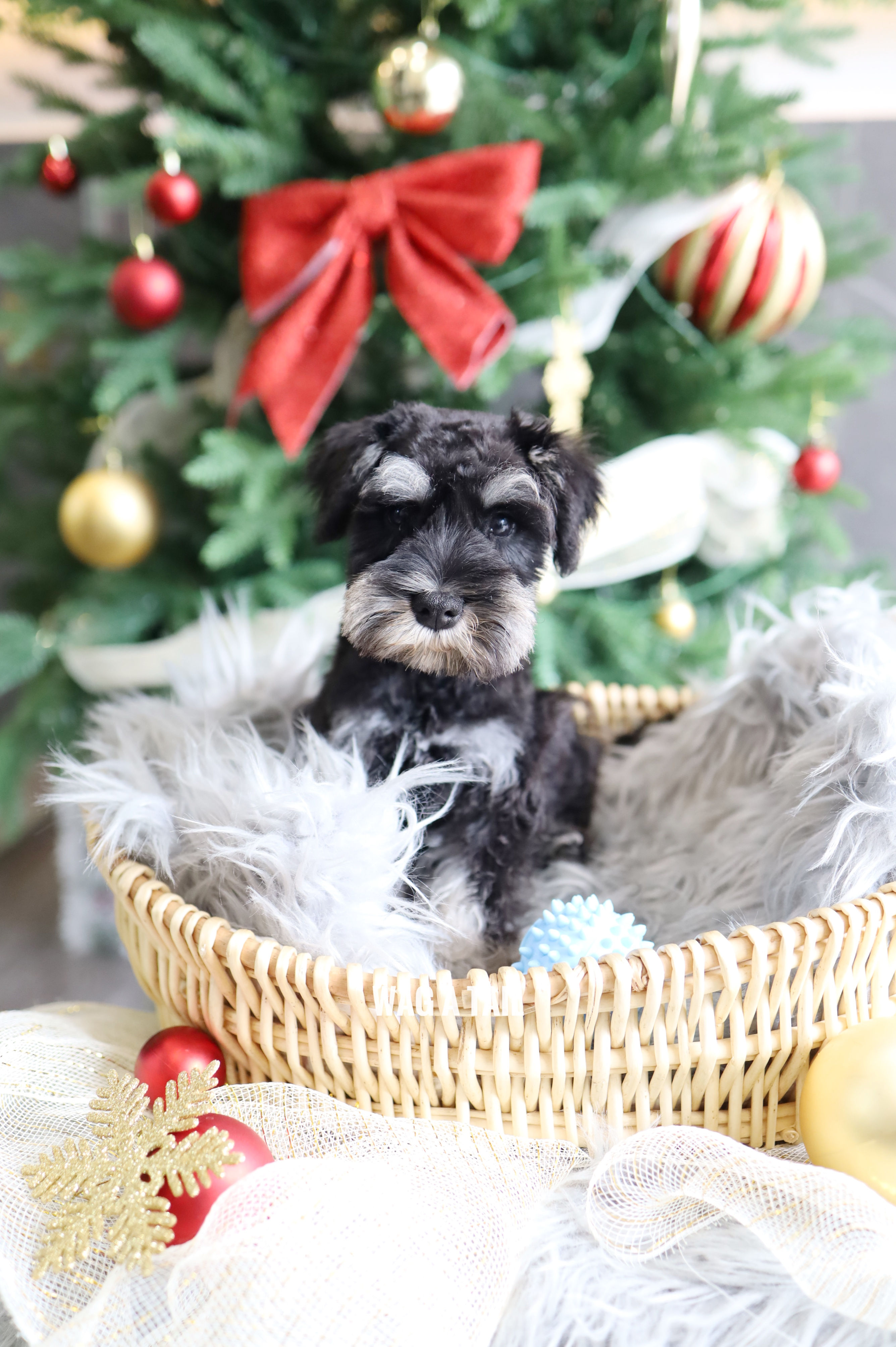 MINI SCHNAUZER - Australia Import