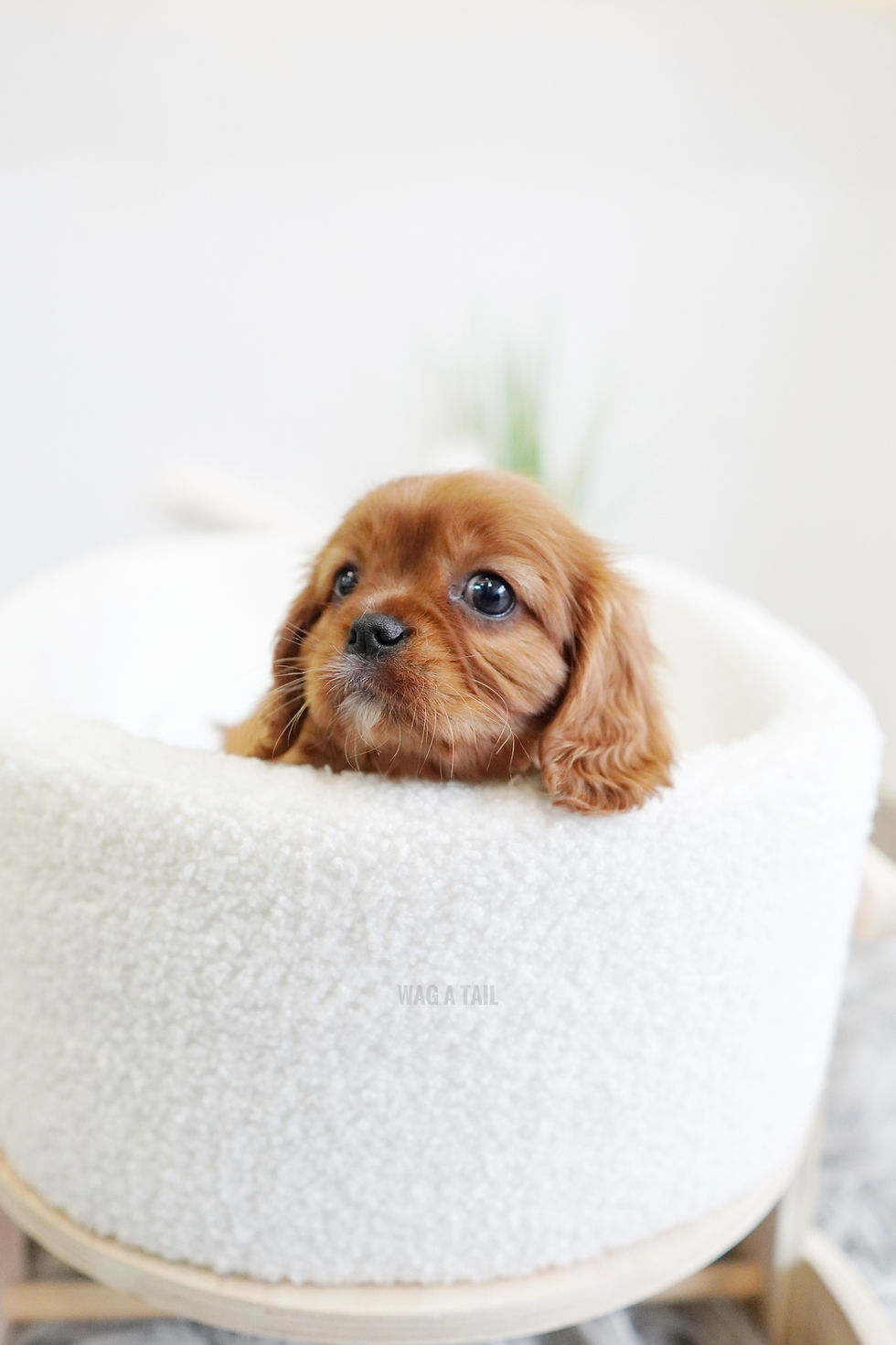 CAVALIER KINGS CHARLES SPANIEL - Australia Import