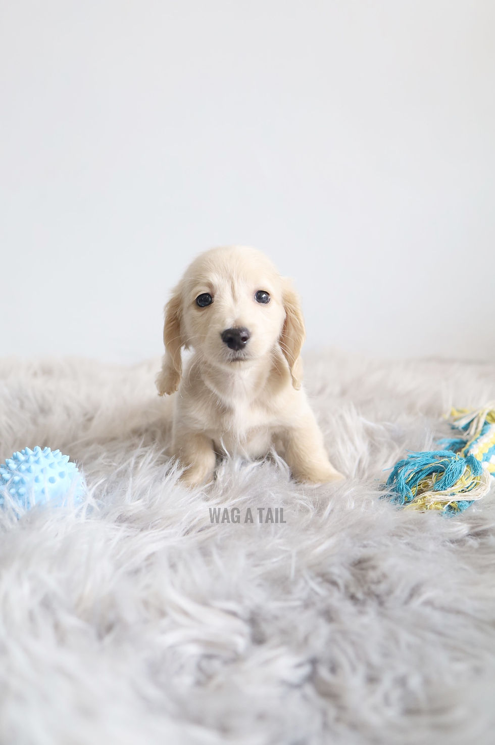 Thumbnail: MINI DACHSHUND - Australia Import