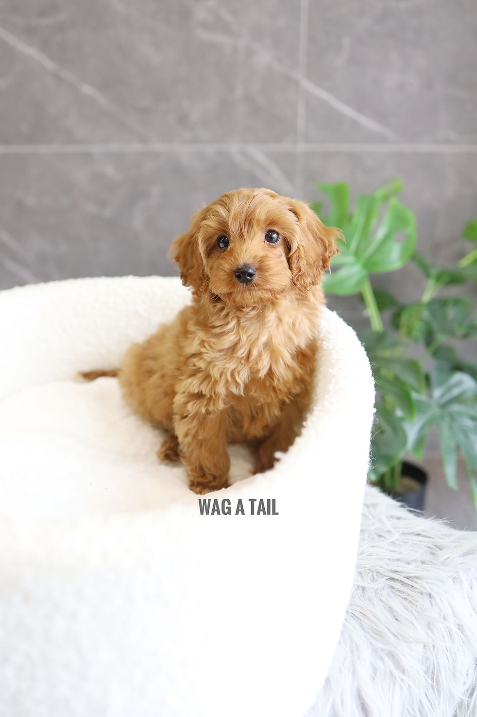 Thumbnail: CAVAPOO - United Kingdom Import