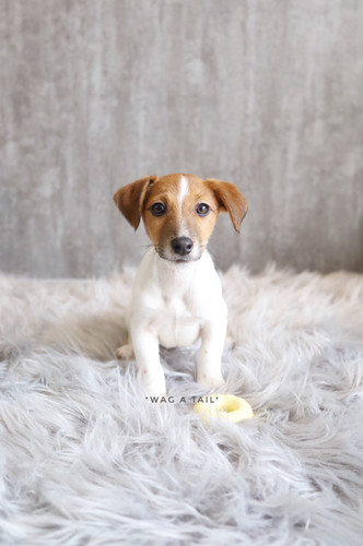 JACK RUSSELL TERRIER Australia Import Wag A Tail Singapore
