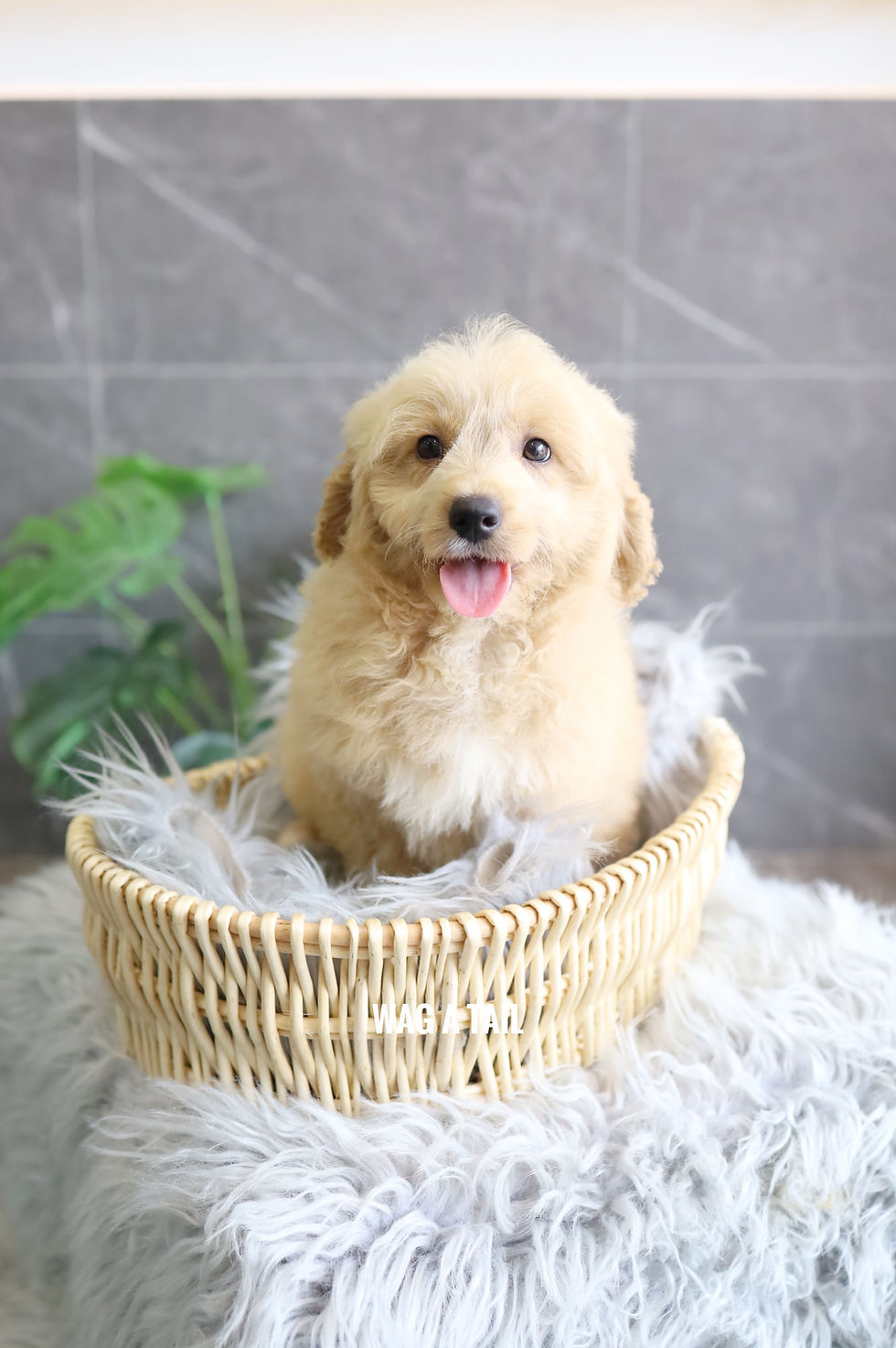 Thumbnail: PETITE MINI GOLDENDOODLE - Australia Import