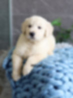 Thumbnail: GOLDEN RETRIEVER - Australia Import