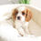 Thumbnail: CAVALIER KINGS CHARLES SPANIEL - Australia Import