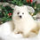 Thumbnail: JAPANESE SPITZ - Australia Import
