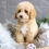 Thumbnail: PETITE MINI GOLDENDOODLE - Australia Import