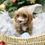 Thumbnail: CAVAPOO - Australia Import