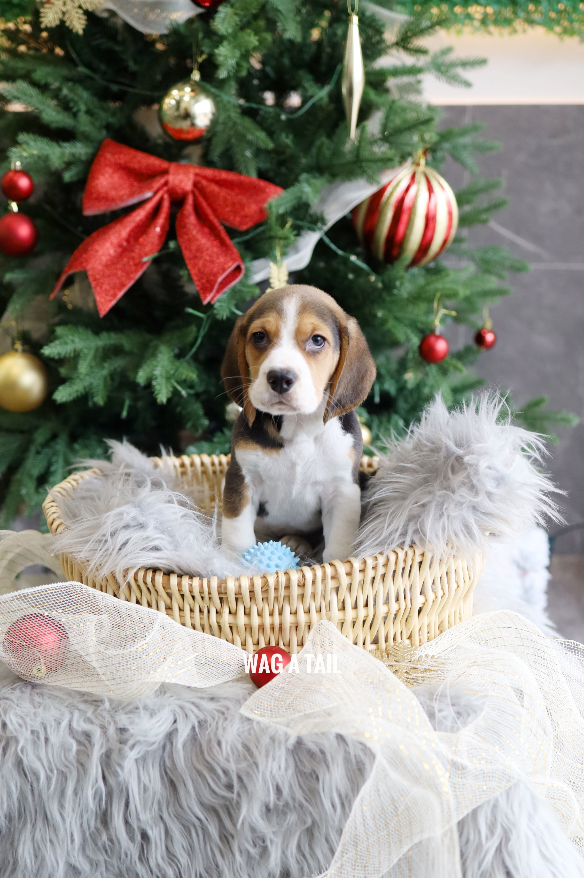 BEAGLE - UK IMPORT