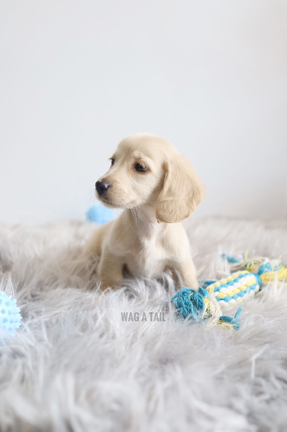 Thumbnail: MINI DACHSHUND - Australia Import