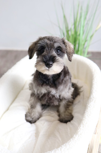 Full Grown Mini Schnauzer Buy Furry Babies Puppyfinder Miniature