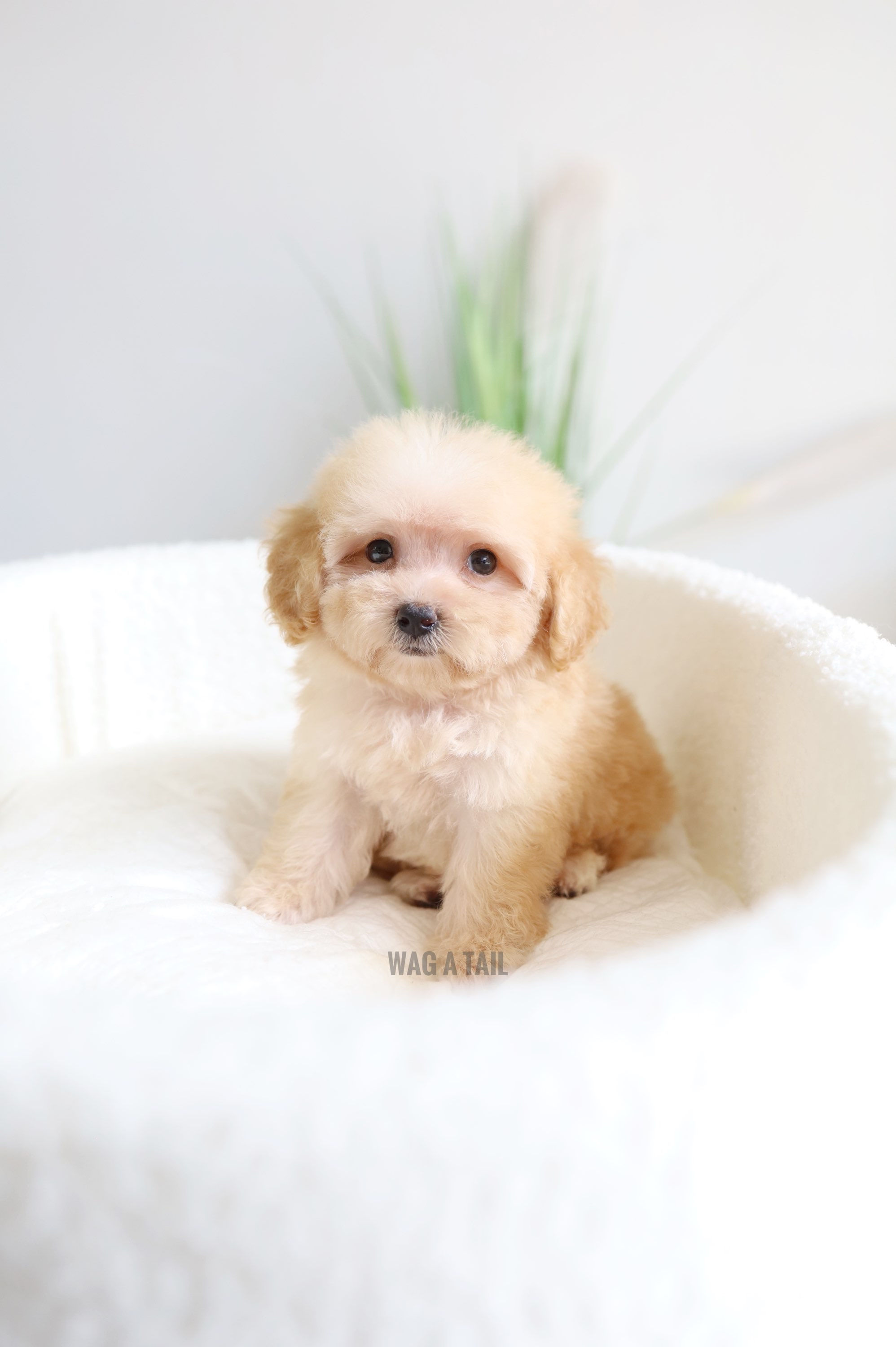 MALTIPOO