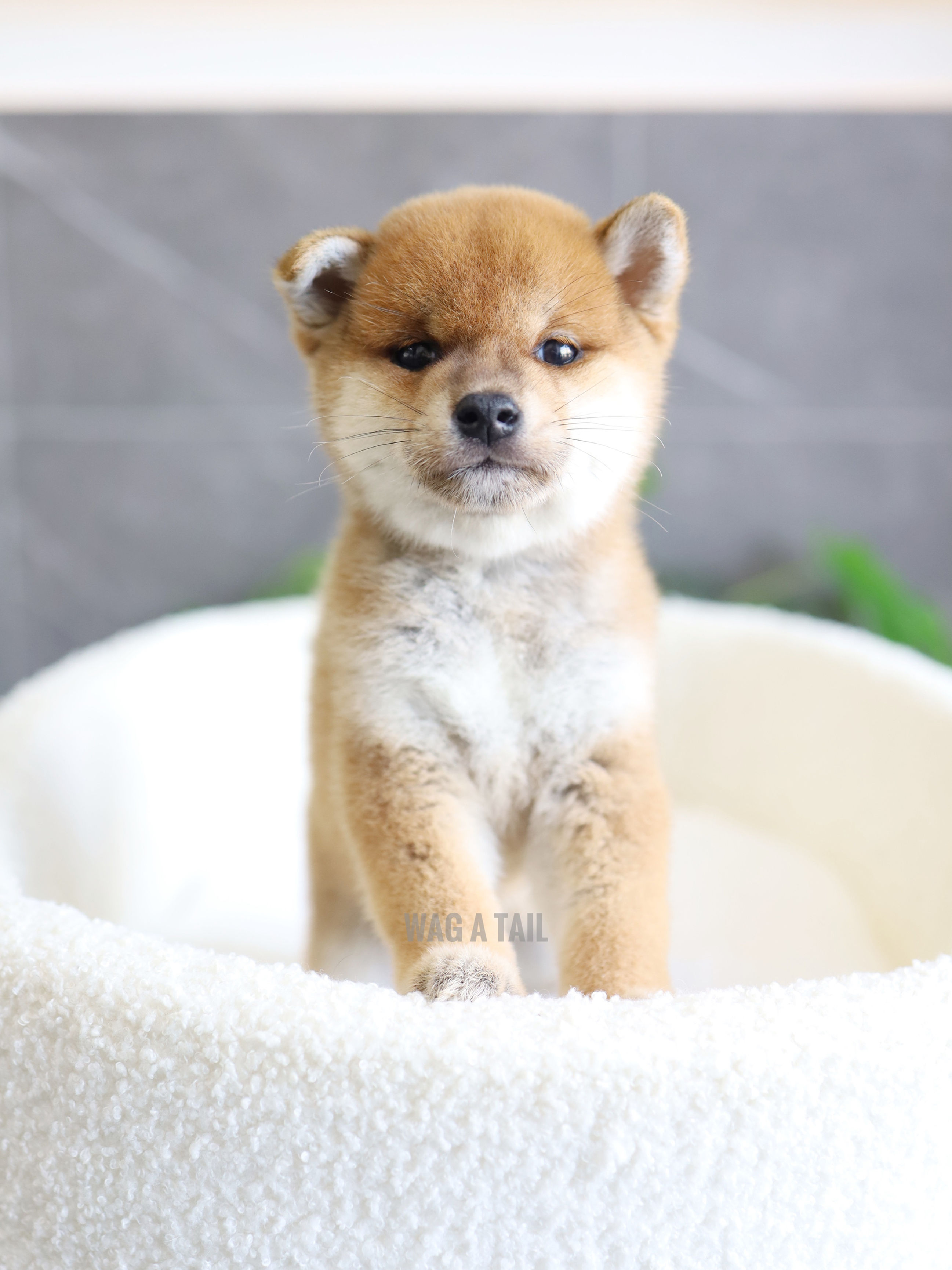SHIBA INU - Australia Import
