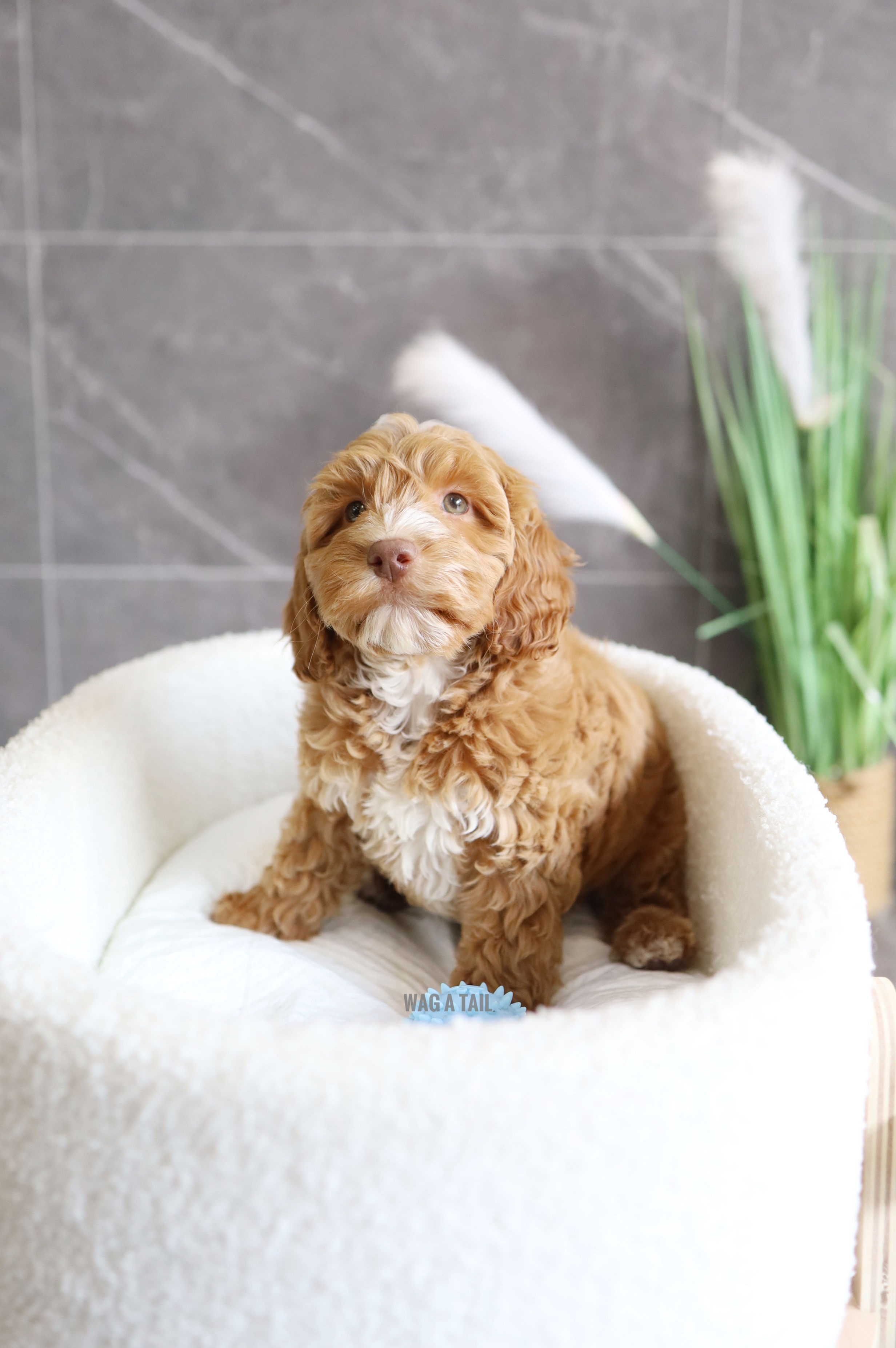 COCKAPOO - United Kingdom Import