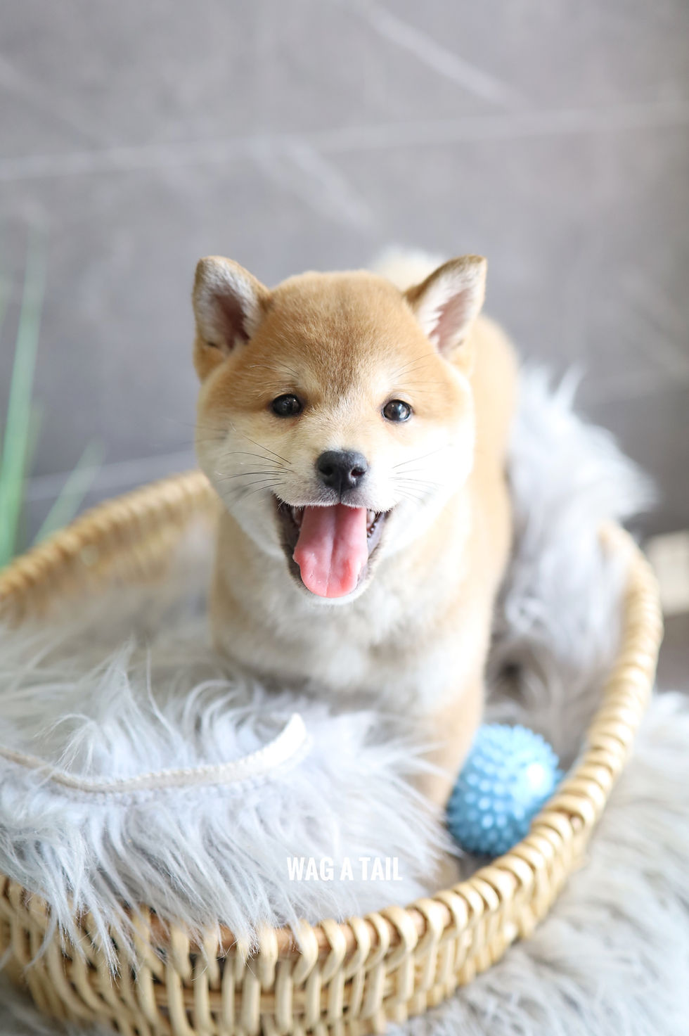 Thumbnail: SHIBA INU - UNITED KINGDOM Import