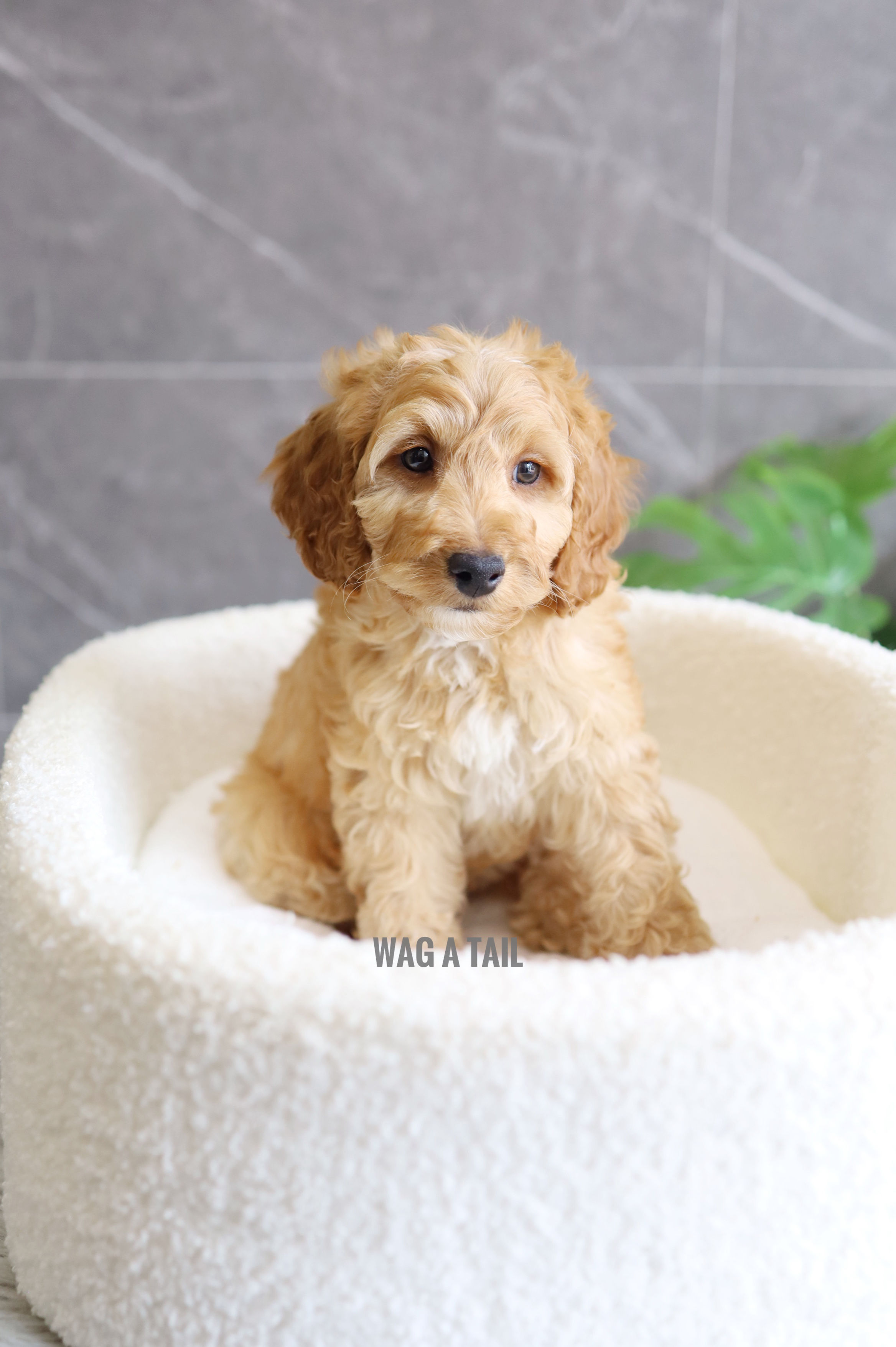 COCKAPOO - United Kingdom Import
