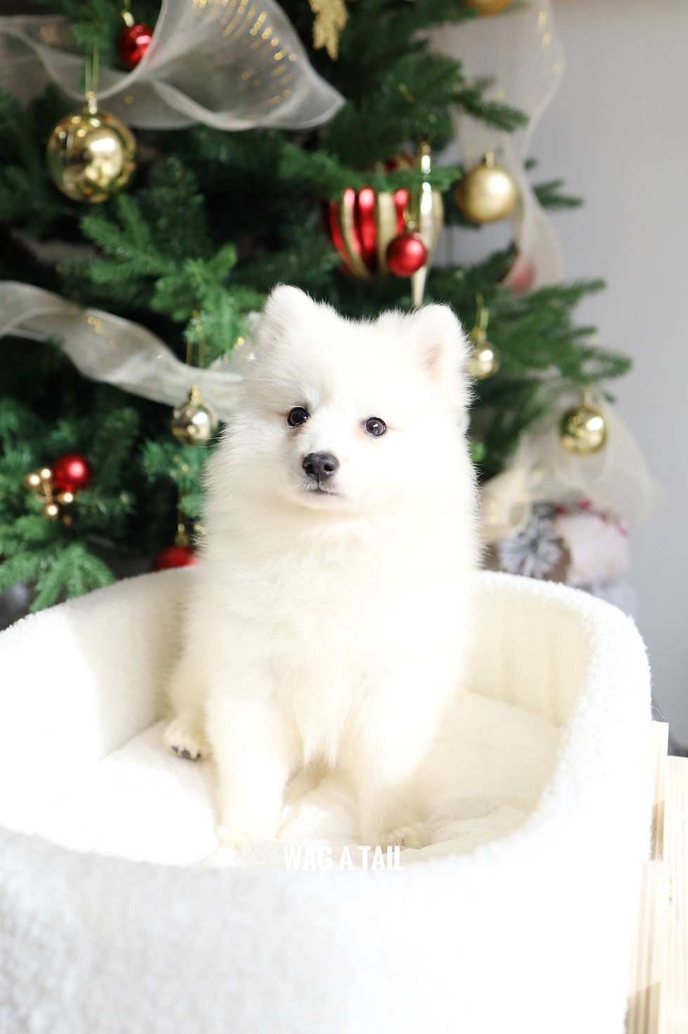 Thumbnail: JAPANESE SPITZ - Australia Import