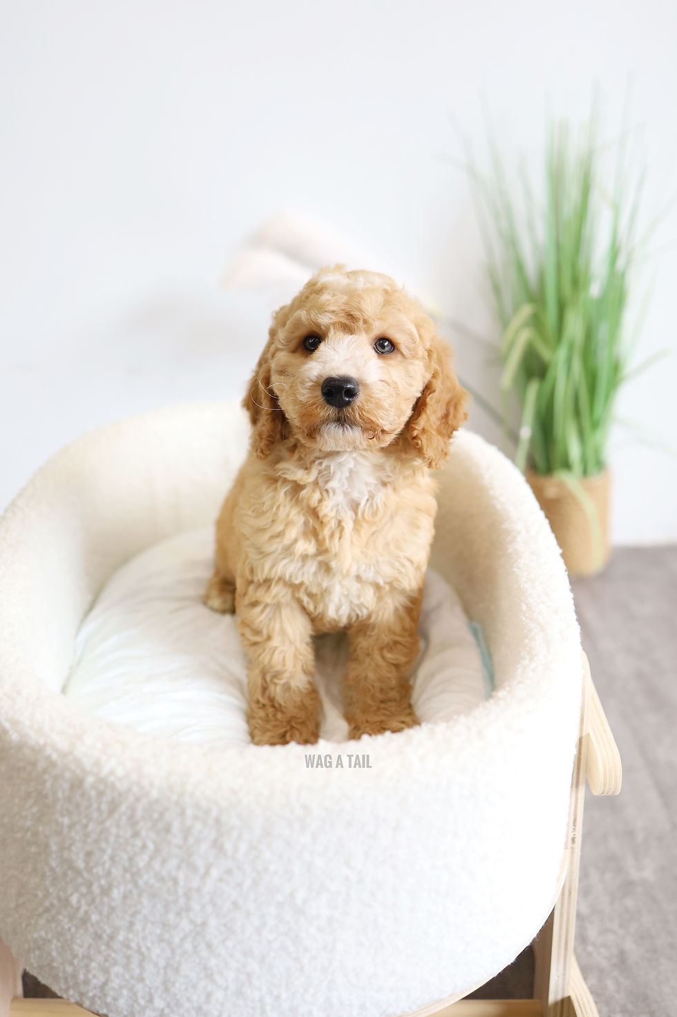 Thumbnail: COCKAPOO - United Kingdom Import