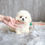 Thumbnail: BICHON FRISE
