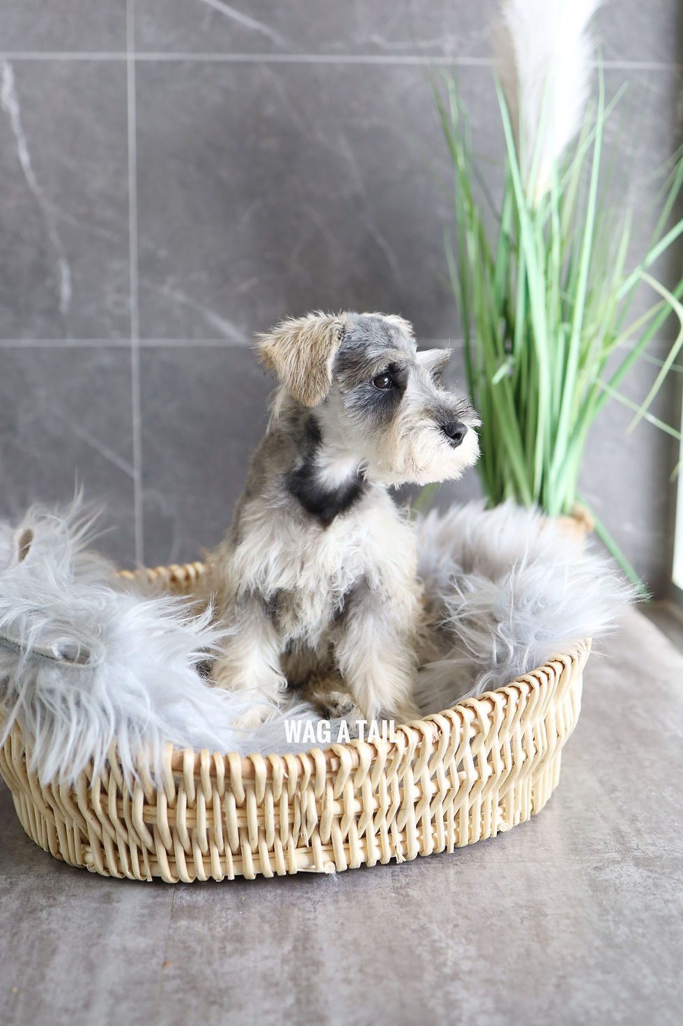 Thumbnail: MINI SCHNAUZER - Australia Import