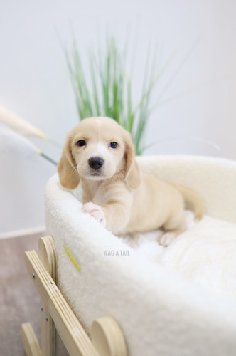BEAGLE x MINI DACHSHUND Wag A Tail Singapore