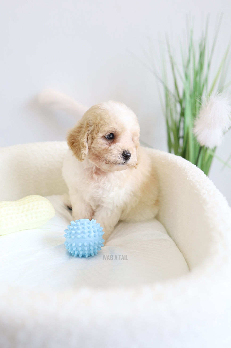 Thumbnail: CAVAPOO