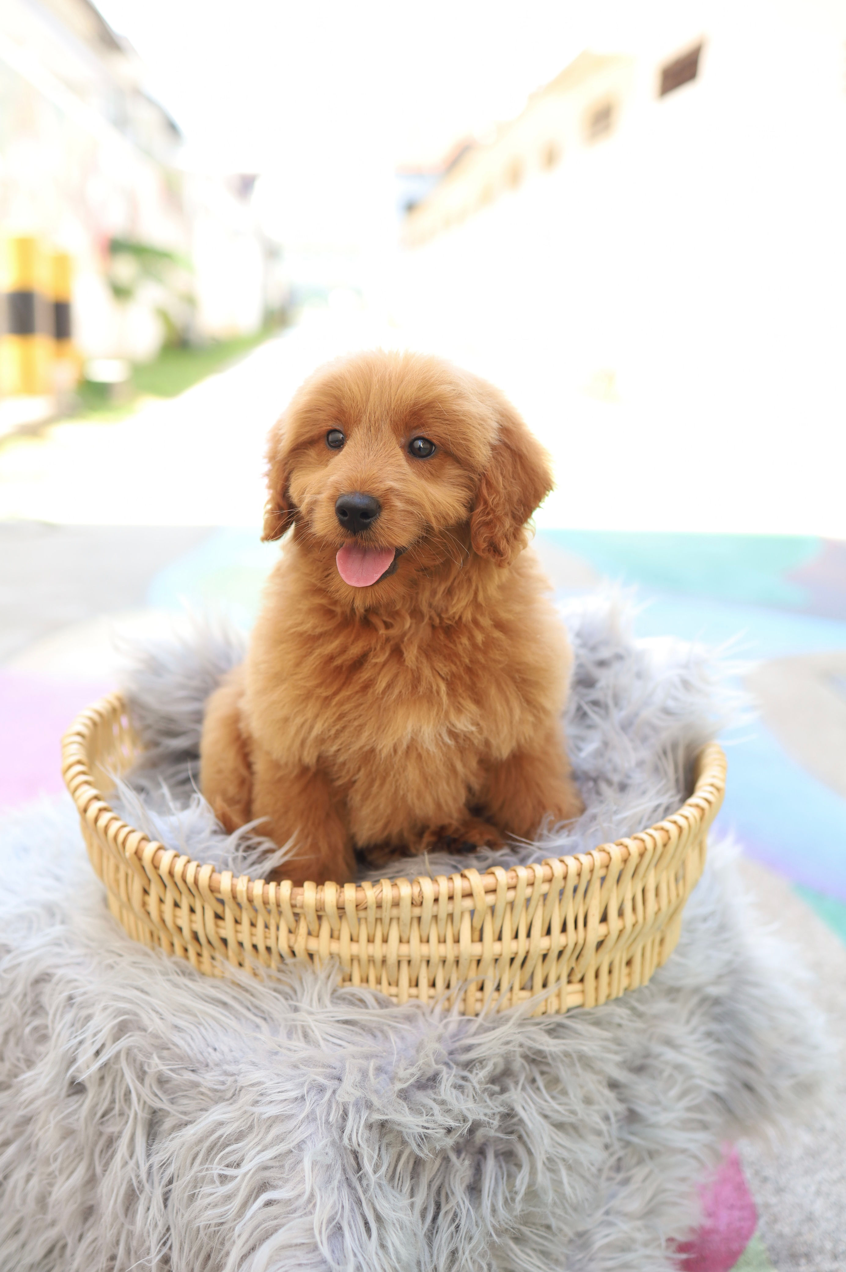 MINI GOLDENDOODLE - Australia Import