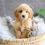Thumbnail: PETITE MINI GOLDENDOODLE - Australia Import