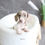 Thumbnail: MINI DACHSHUND - Australia Import