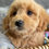 Thumbnail: PETITE MINI GOLDENDOODLE - Australia Import