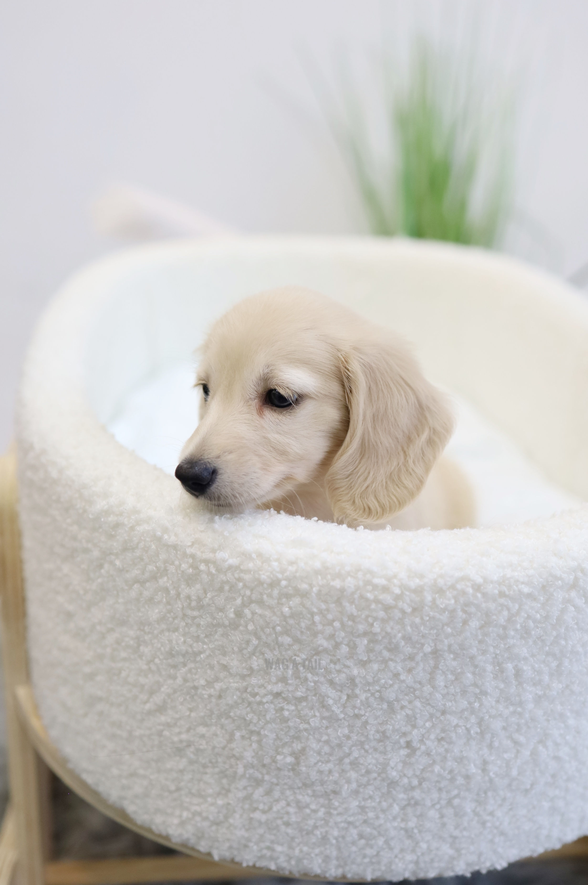 MINI DACHSHUND - LONG COAT