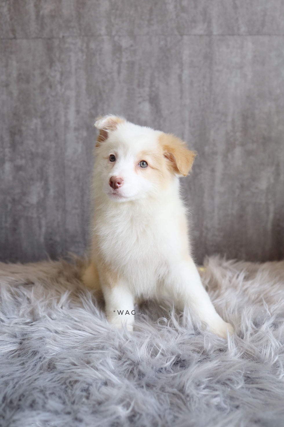Thumbnail: BORDER COLLIE - Australia Import