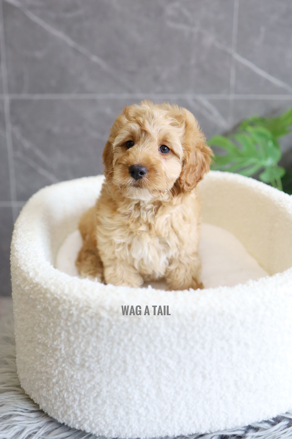 Thumbnail: COCKAPOO - United Kingdom Import