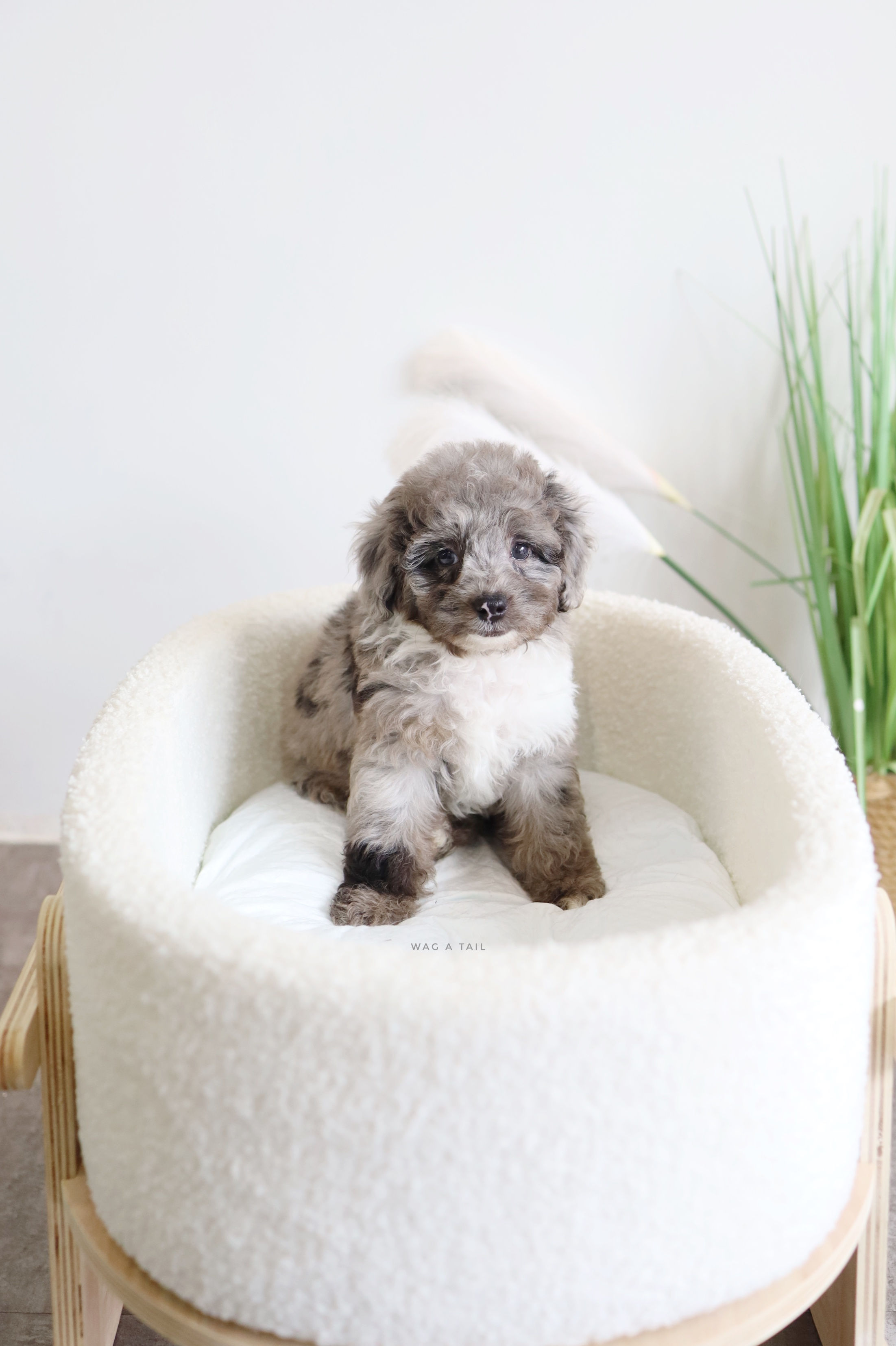 CAVAPOO - United Kingdom Import