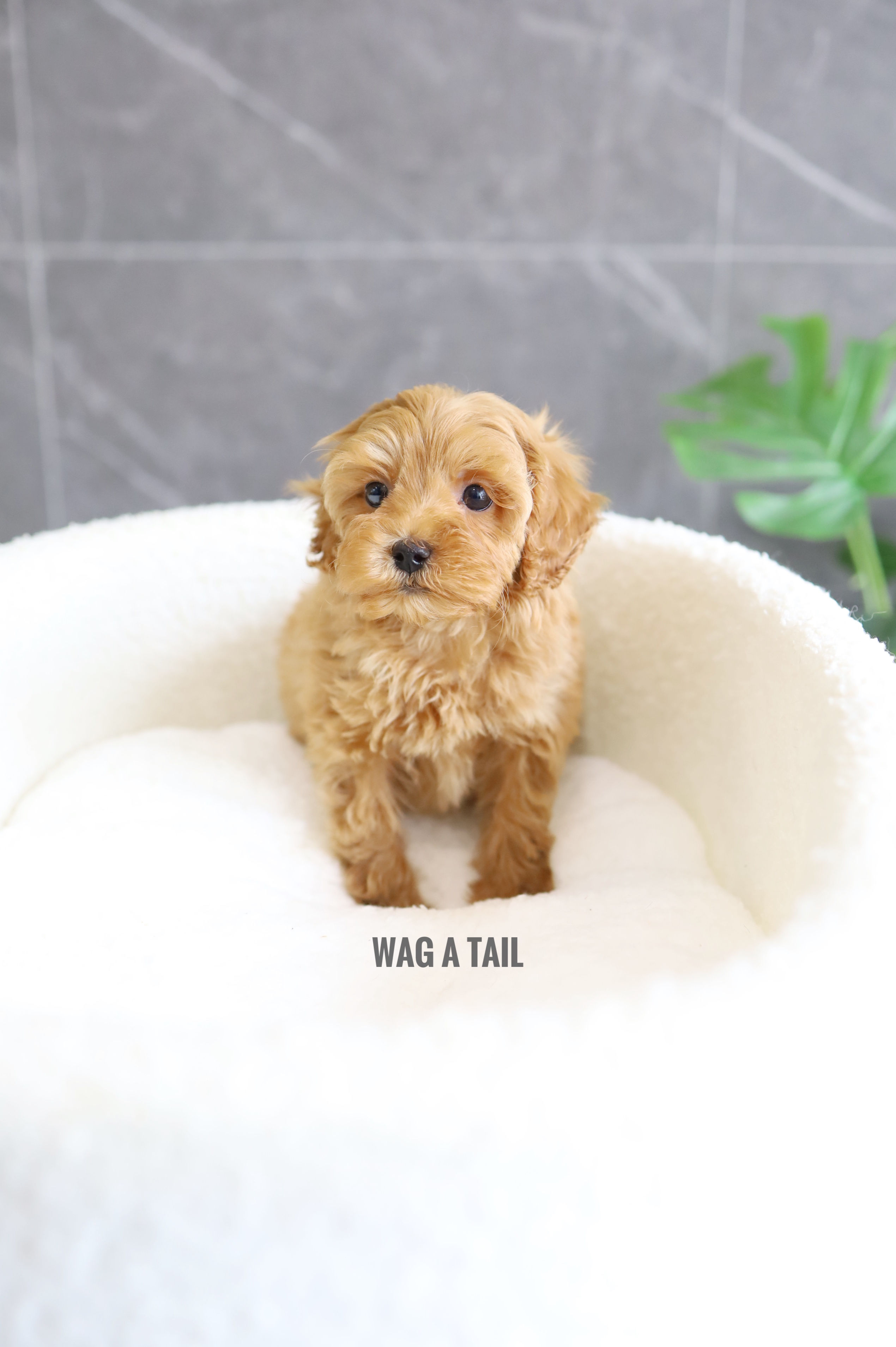 CAVAPOO - United Kingdom Import