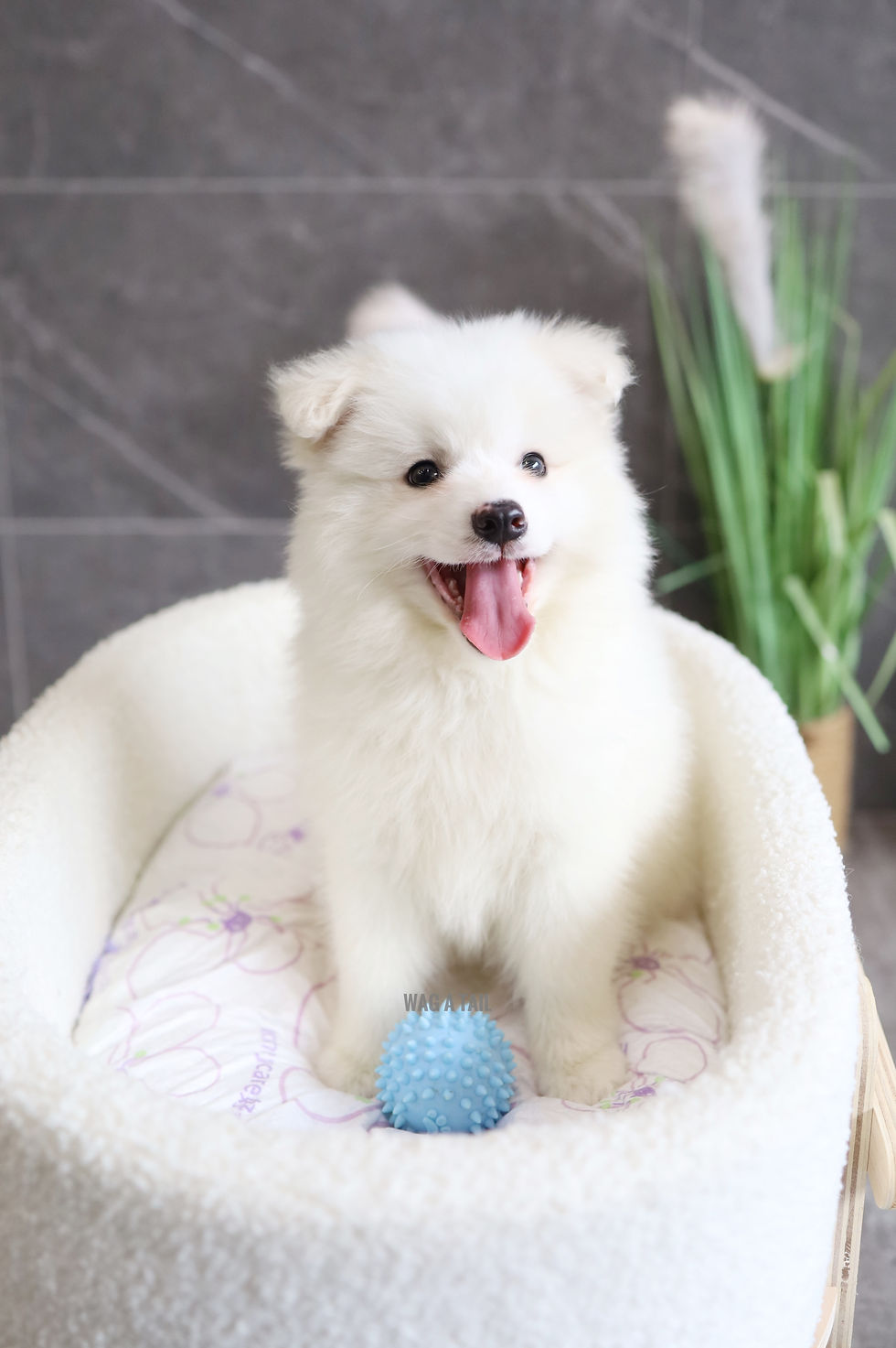 JAPANESE SPITZ - United Kingdom Import