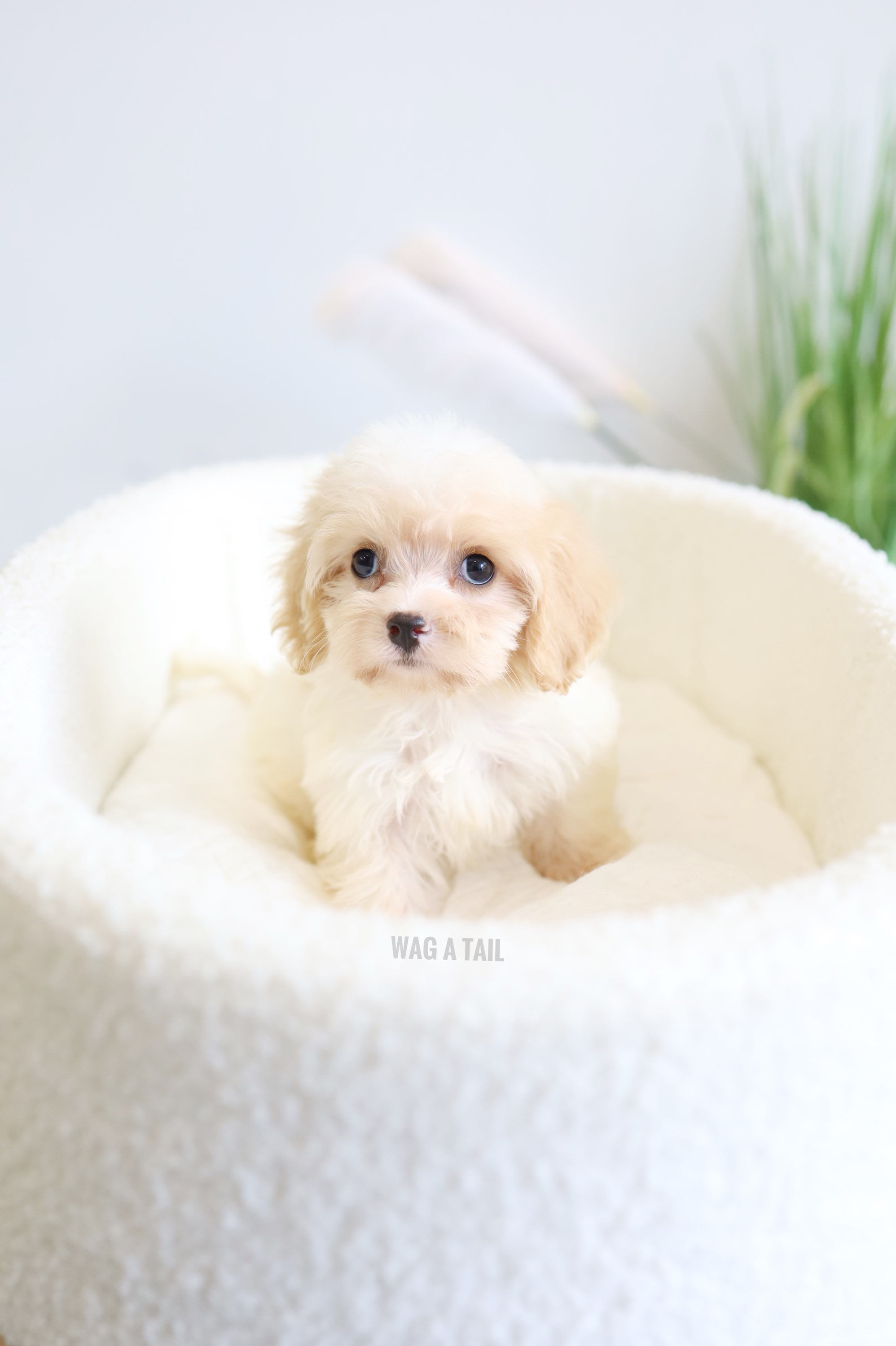 CAVAPOO