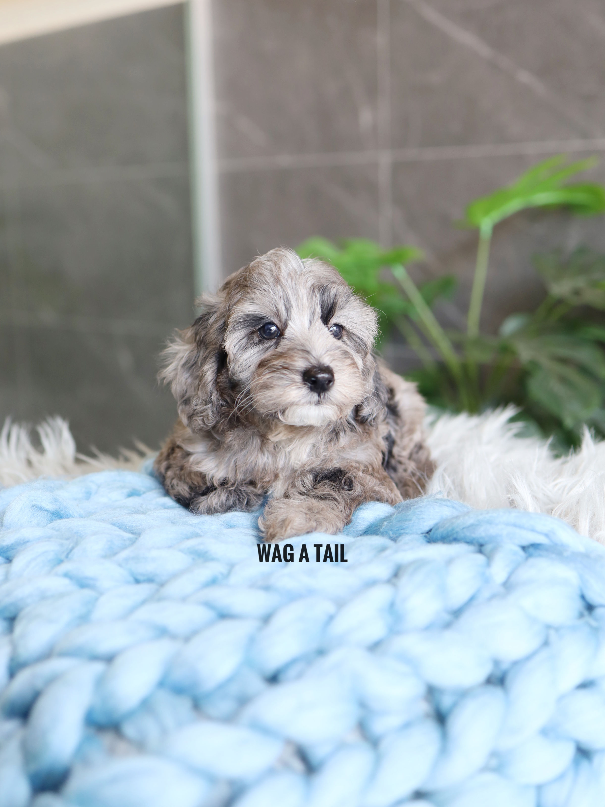 CAVAPOO - United Kingdom Import