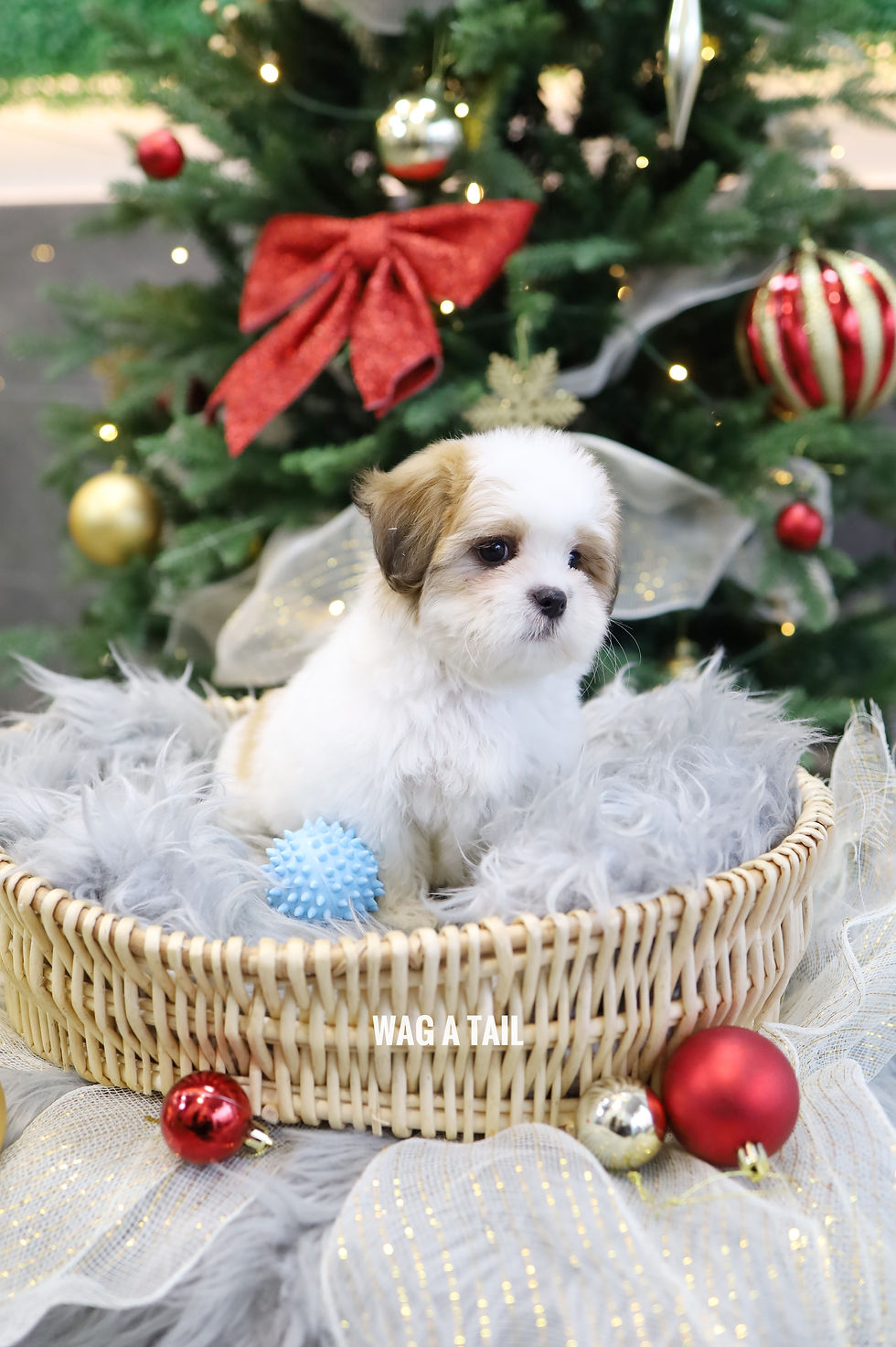 Thumbnail: MALSHI - Australia Import