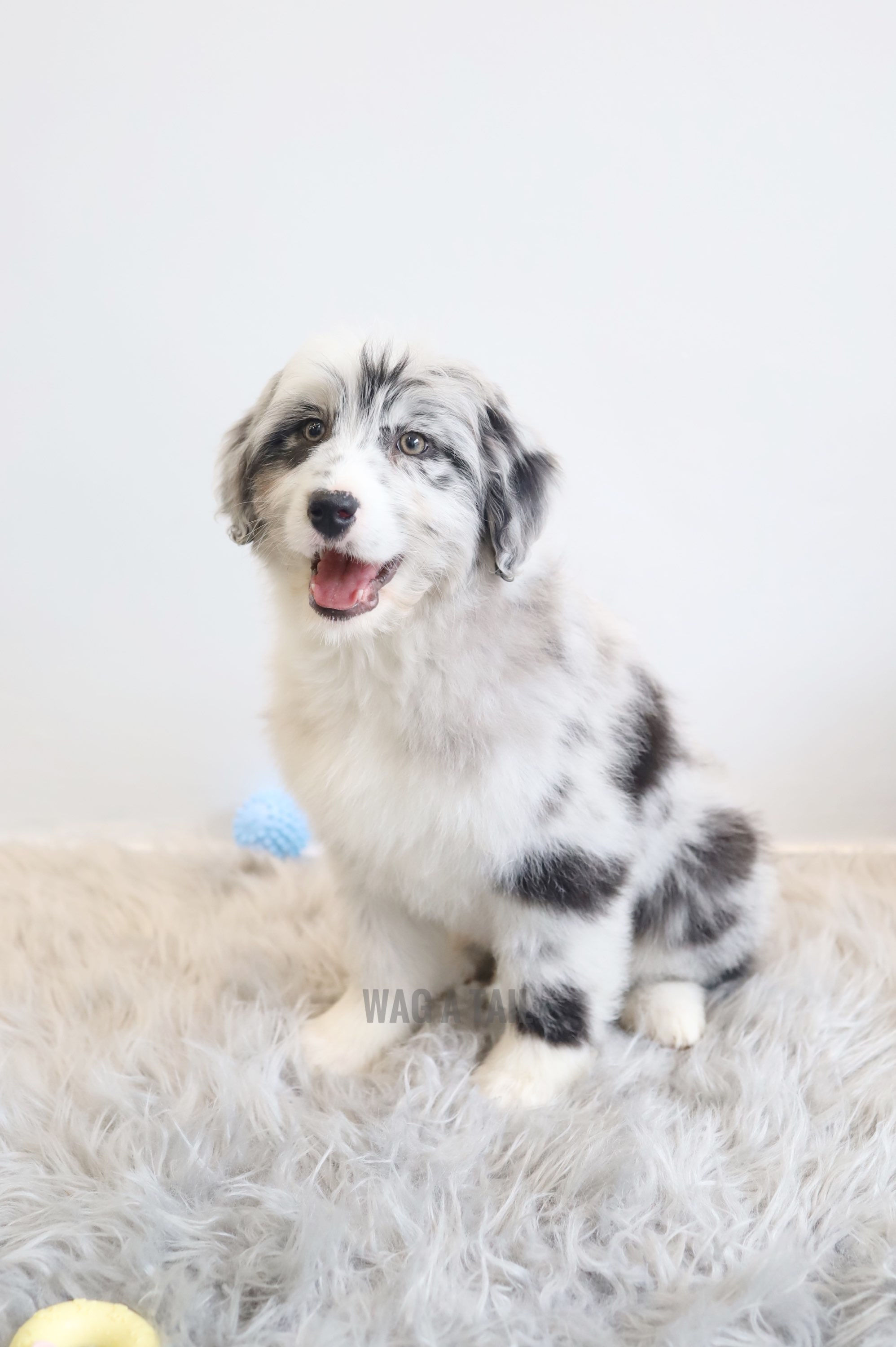 MINI AUSSIEDOODLE - Australia Import