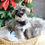 Thumbnail: MINI SCHNAUZER - Australia Import