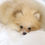 Thumbnail: MINI POMERANIAN