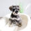 Thumbnail: MINI SCHNAUZER - United Kingdom Import