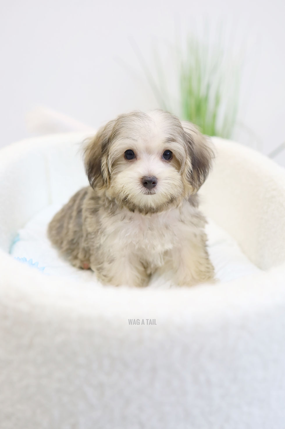 Thumbnail: MORKIE