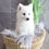 Thumbnail: JAPANESE SPITZ - Australia Import
