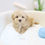 Thumbnail: MALTIPOO