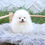 Thumbnail: MINI POMERANIAN