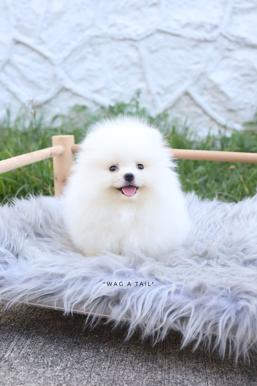 Thumbnail: MINI POMERANIAN